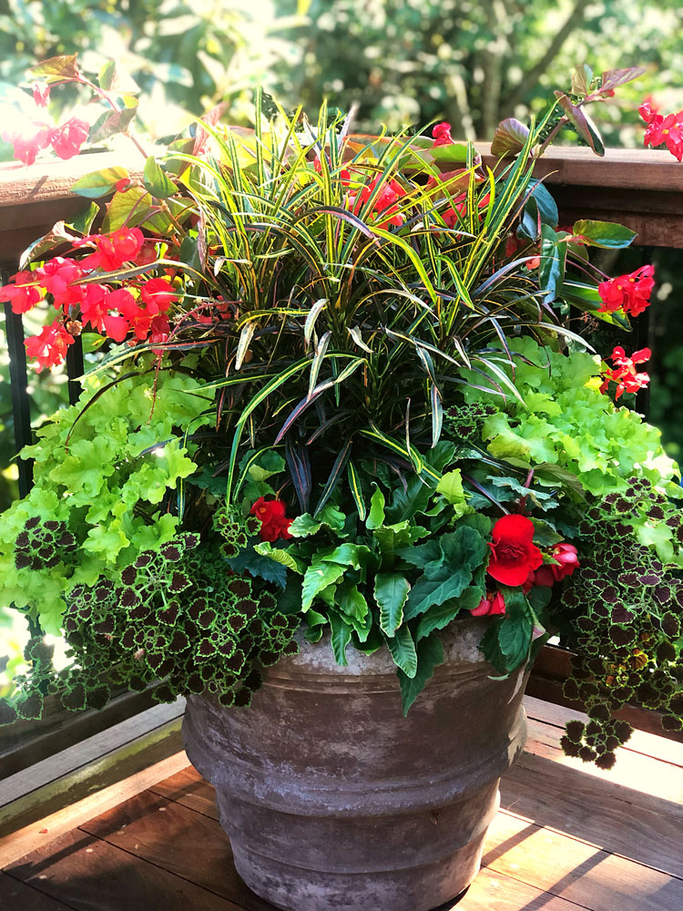 Croton-SummerContainerGarden-Foliage-Begonia-RedFlowers-PlantArtistry-Seattle