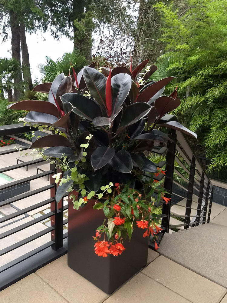 Tropical Container Planting, Bellevue, Summer Container Gardening, Begonia