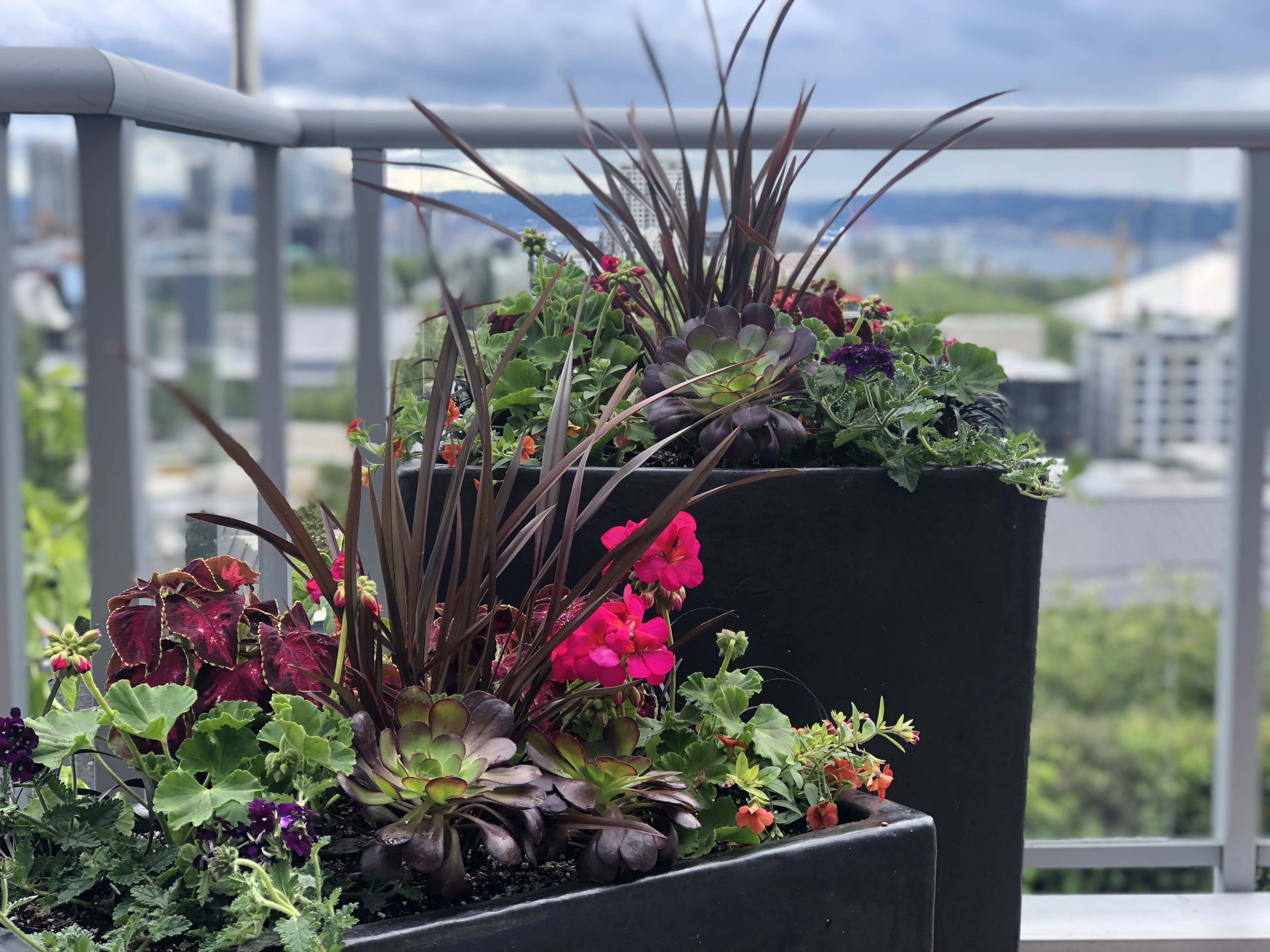 Spring Patio Container Planting - Seattle