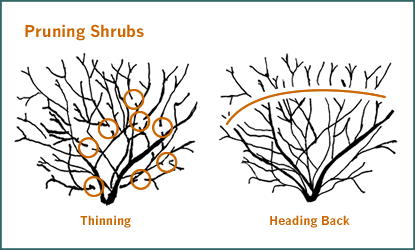 Pruning Techniques
