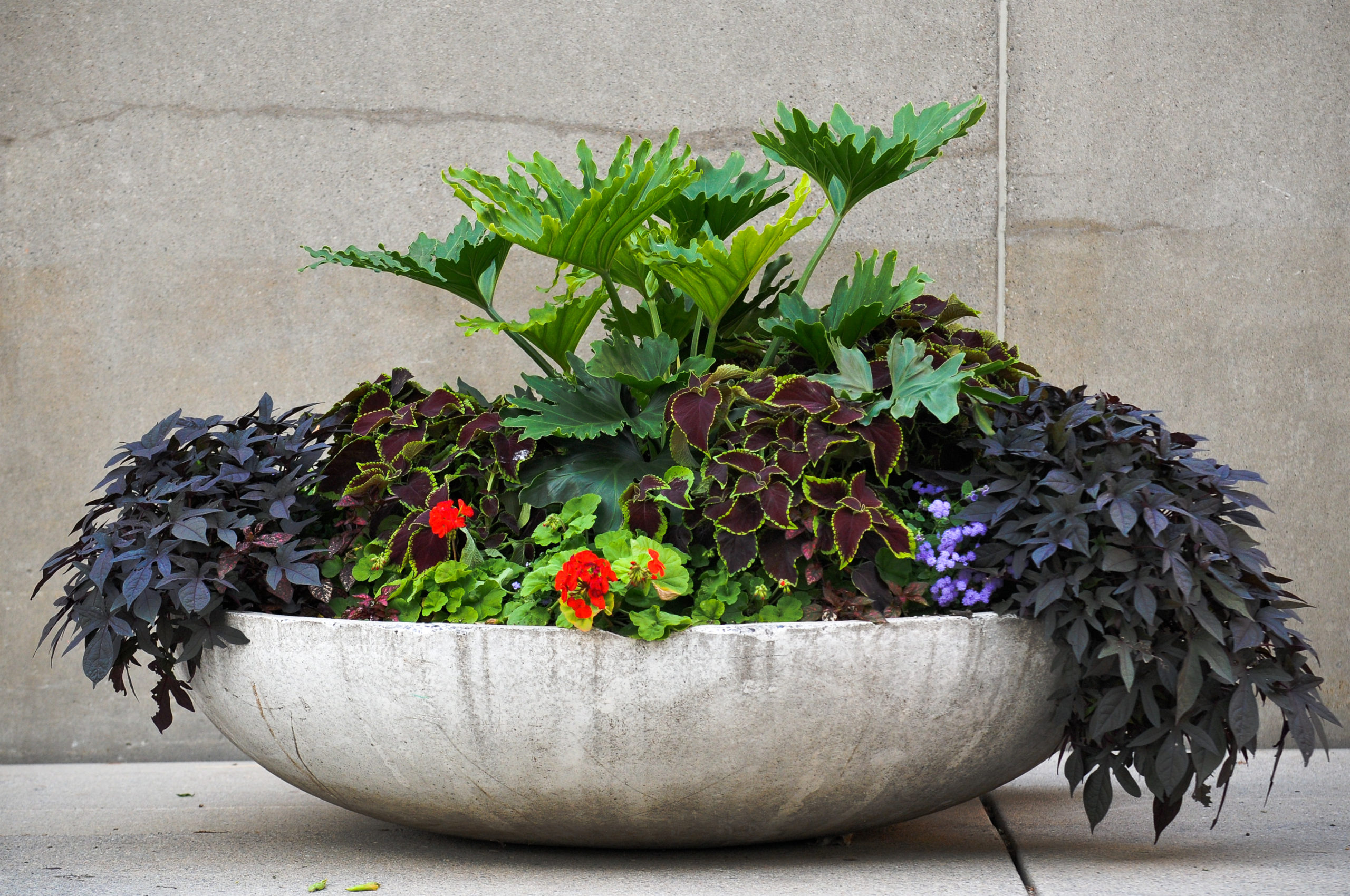 An overflowing modern arrangement of plants in a large modern concrete container.