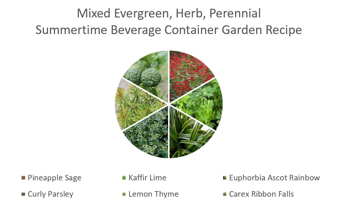 Mixed Planting of Herbs for Summertime Beverages and Foundational Evergreen Plants