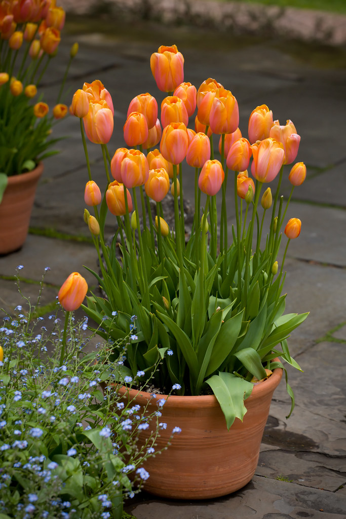 Sherbert Colored Tulips, Signs of Spring, Potted Tulips