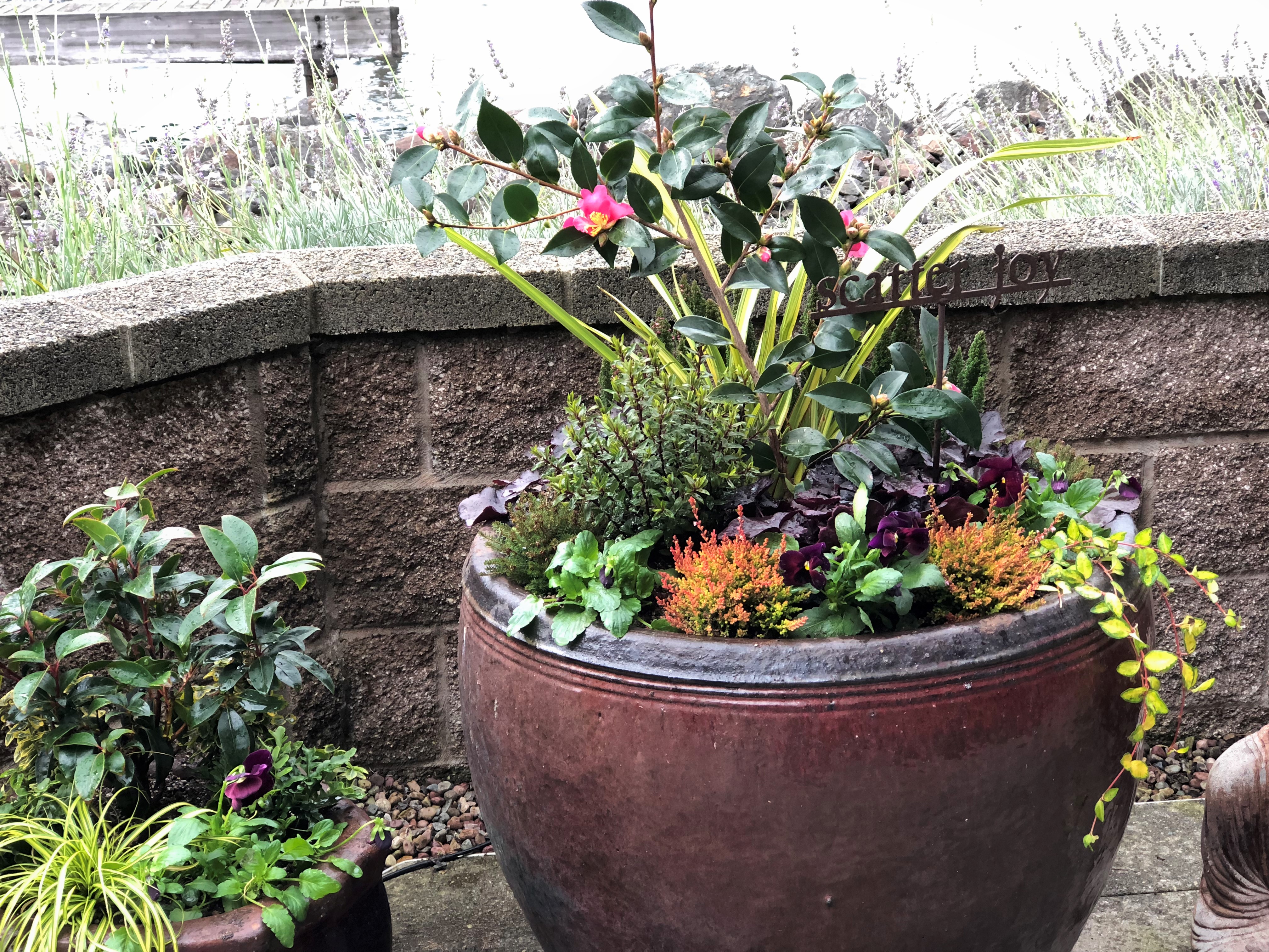 Fall Container Planting, Scatter Joy