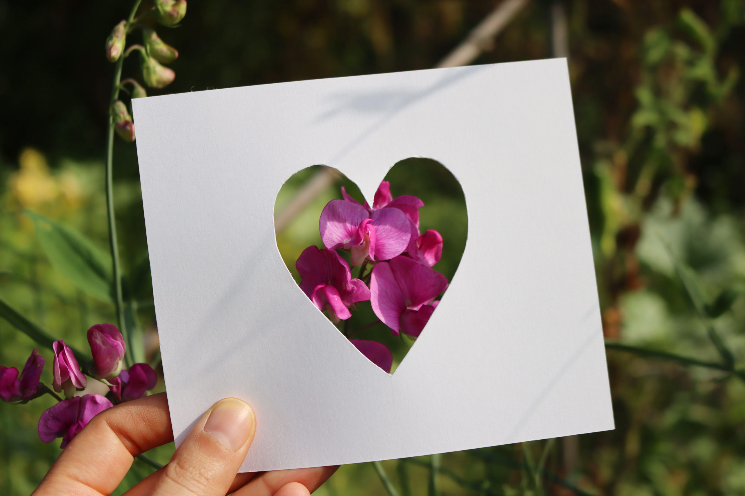 Sweet Pea held in a White Card Cut Out of a Heart