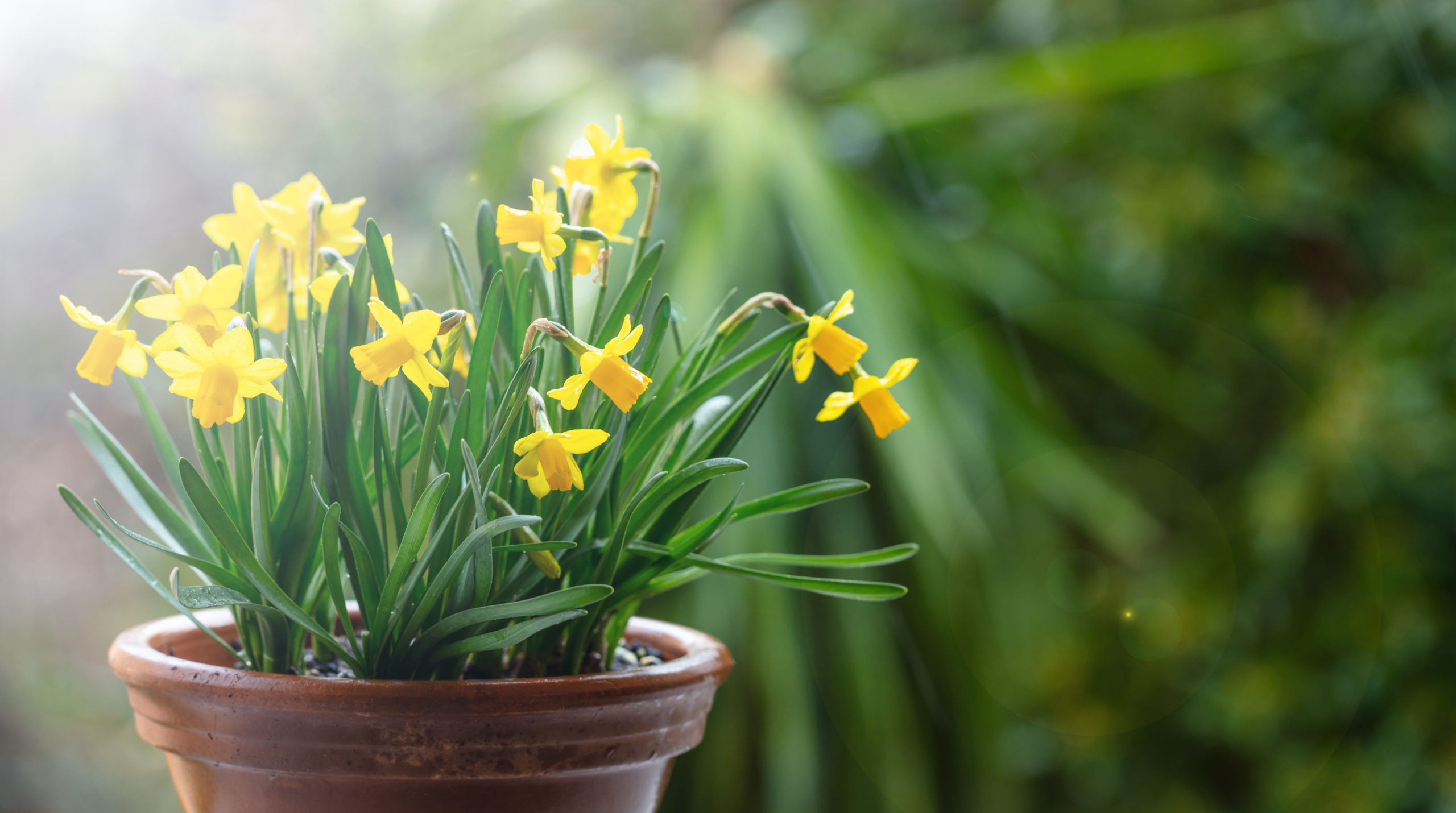 Spring flowers, yellow daffodils in a ceramic pot on blur 