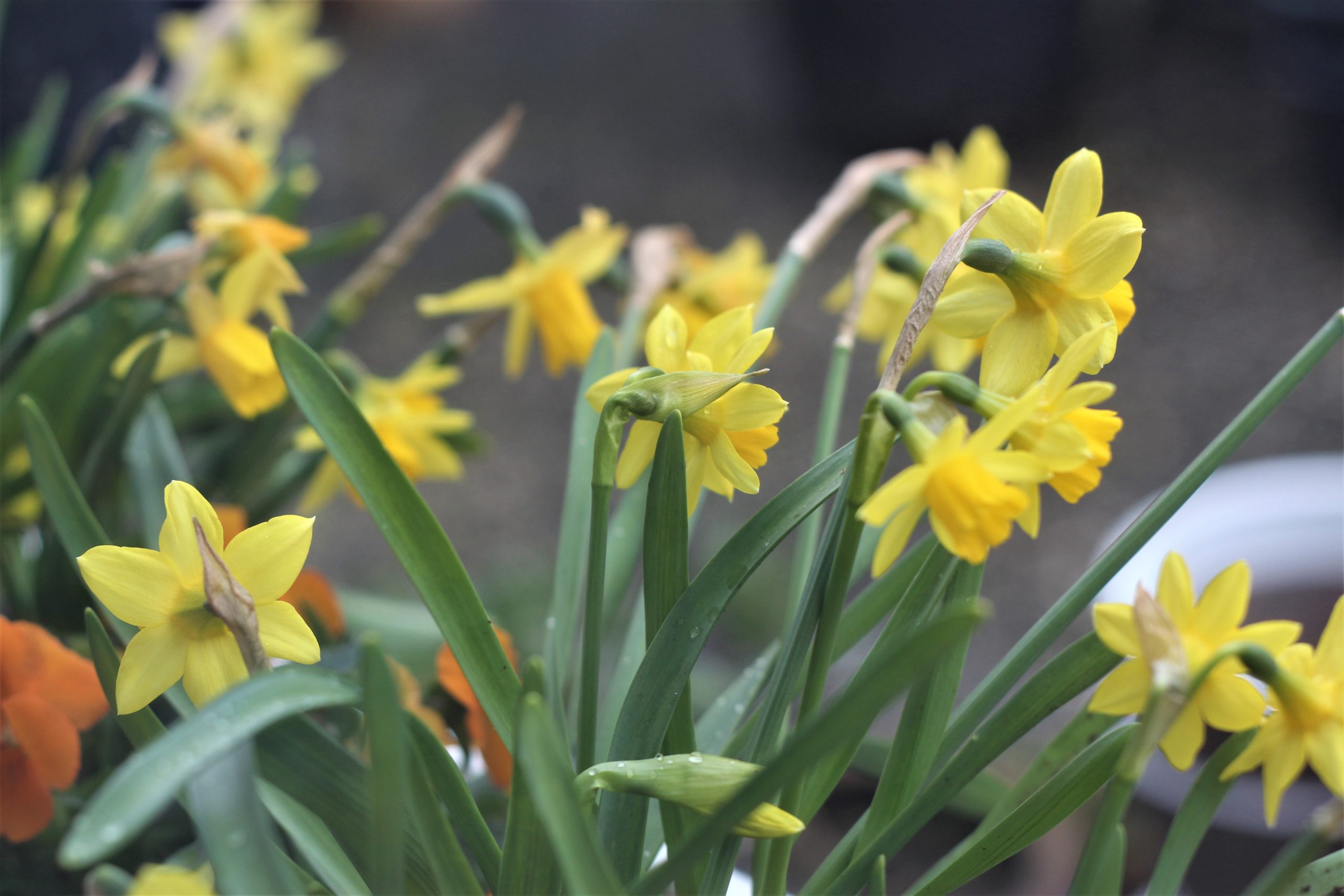 Narcissus 'Tête `a Tête' - The First Sign of Spring - Garden Revelry