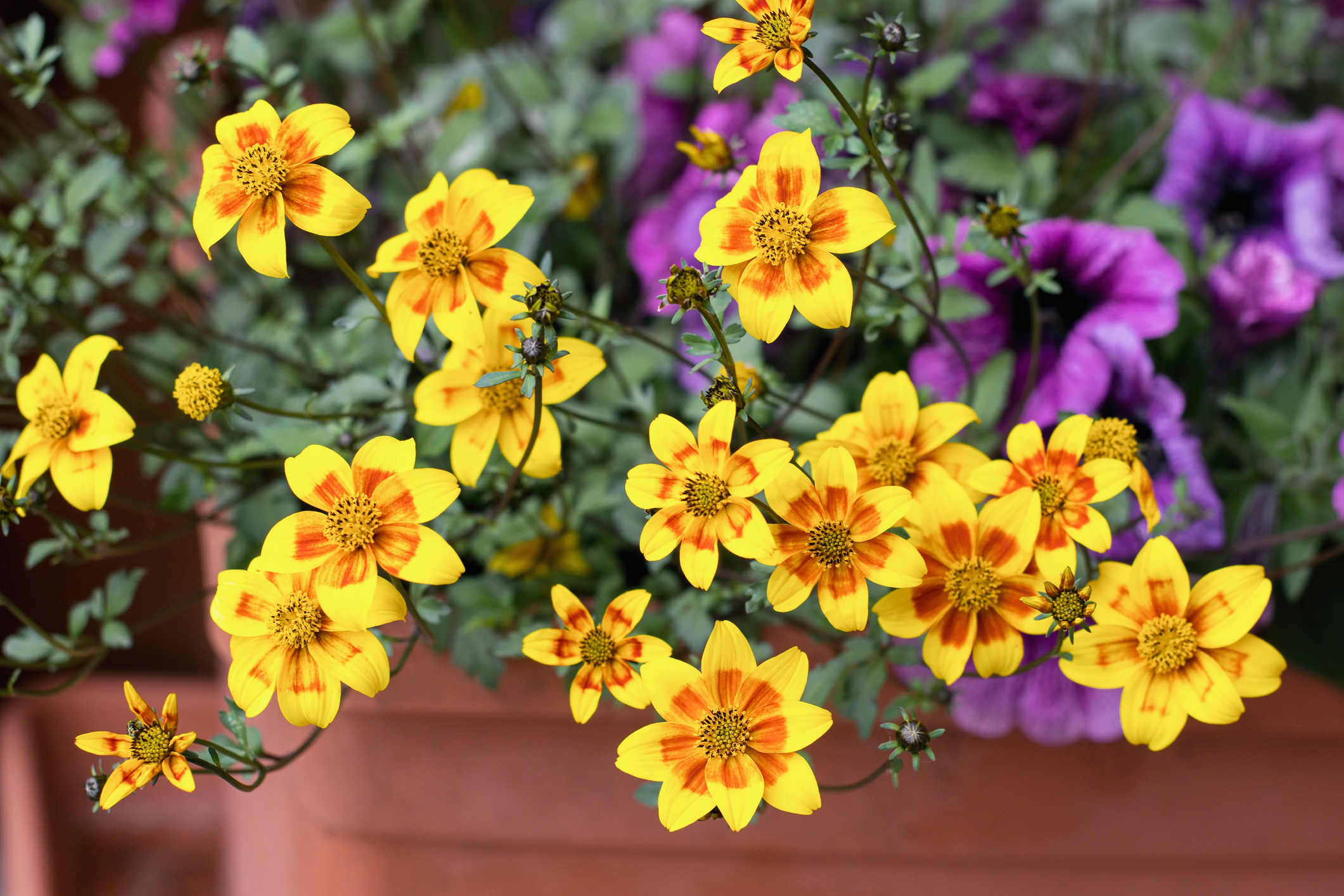 Container Garden with Cheerful Yellow Bidens