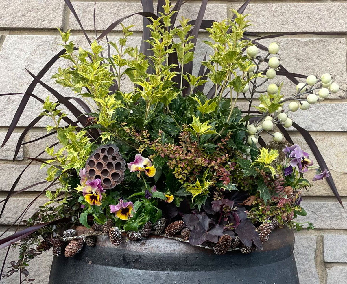 Winter Container Garden, pansy, Osmanthus, Phormium, Lonicera