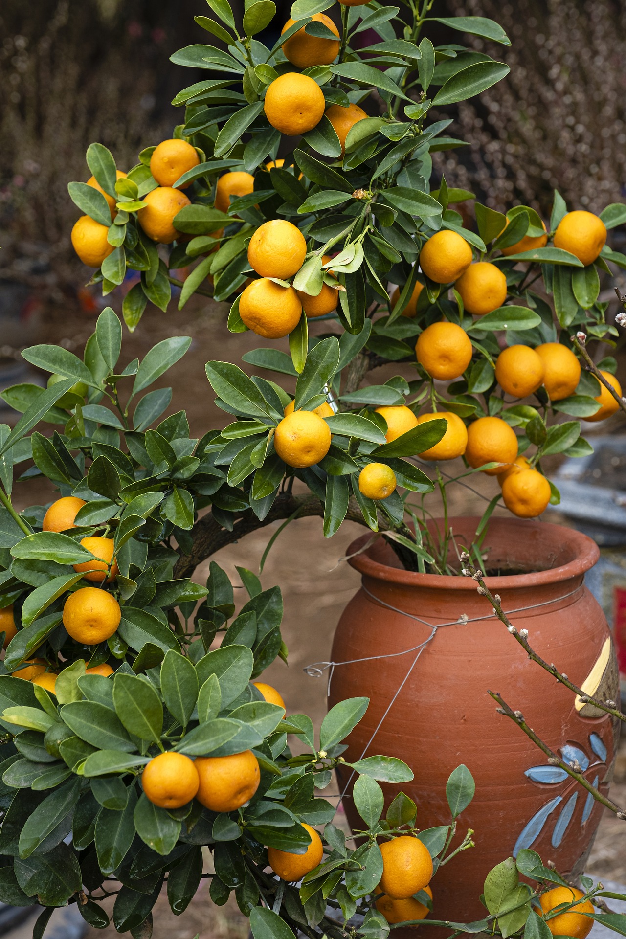 Fruited Orange Tree in Container
