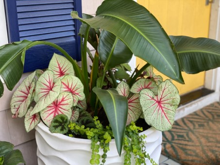 Indoor plants in an Outdoor Container