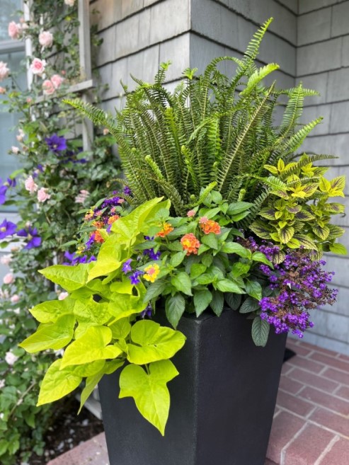 Summer planting thriving in an EarthPlanter self-watering planter