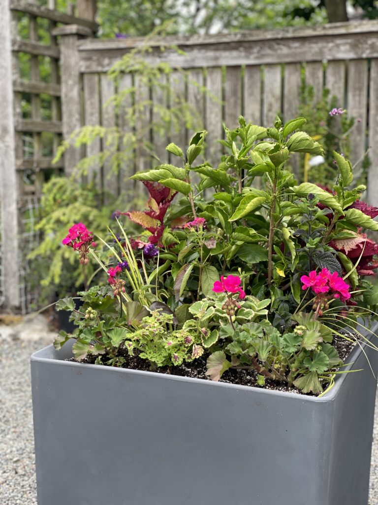 Newly planted Crescent Garden Self-Watering Planter