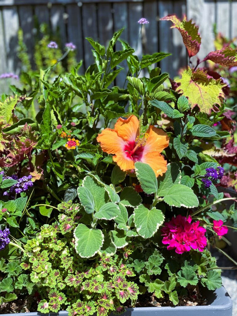 The cool colors of this foliage planting play on the darker days and trending style of dark and moody plantings.