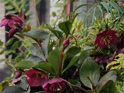 GR_Hellebores