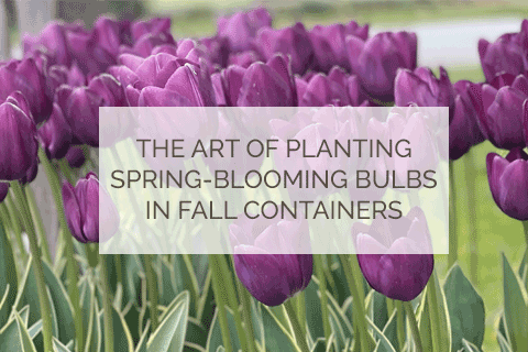 The Art of Planting: Spring-Blooming Bulbs in Fall Containers