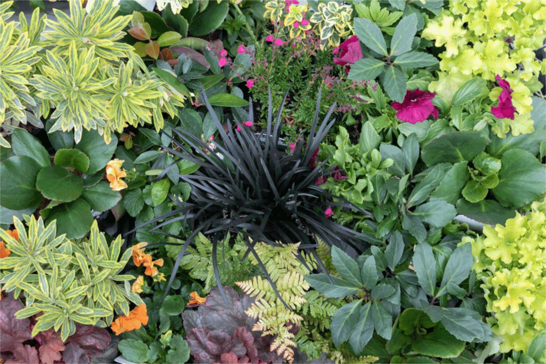 Courses in Container Gardening