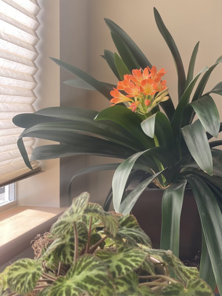 Clivia and Begonia in sunlit window