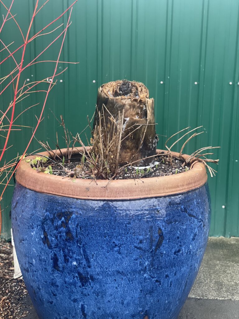 CutBack Banana overwintered in blue pot