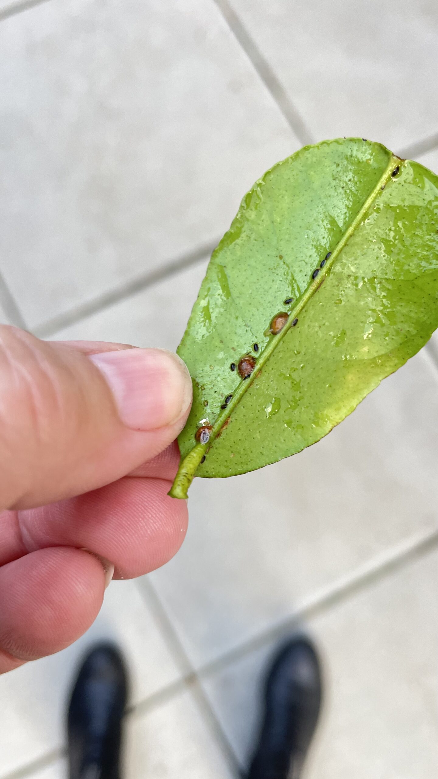 Identifying Scale on Citrus Plant