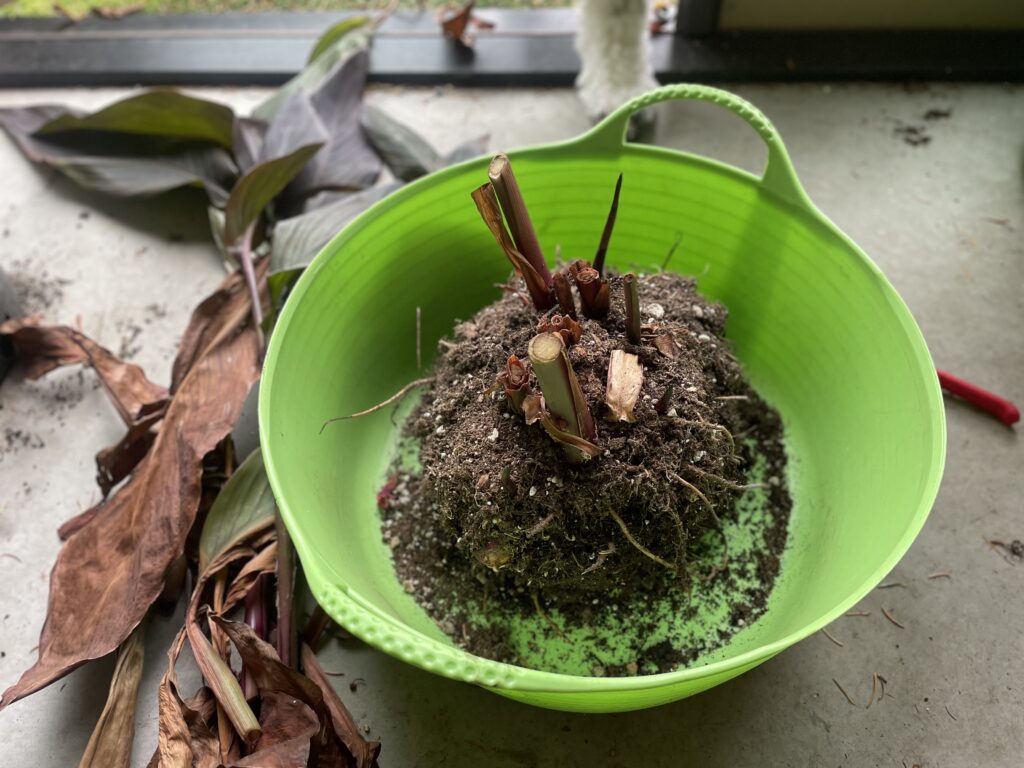 Cut back Canna bulb prepped for overwintering