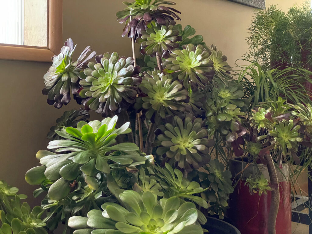 Aeoniums indoors at sunlit window