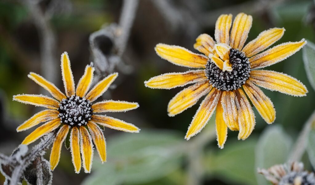 Yellow flowers covered in frost