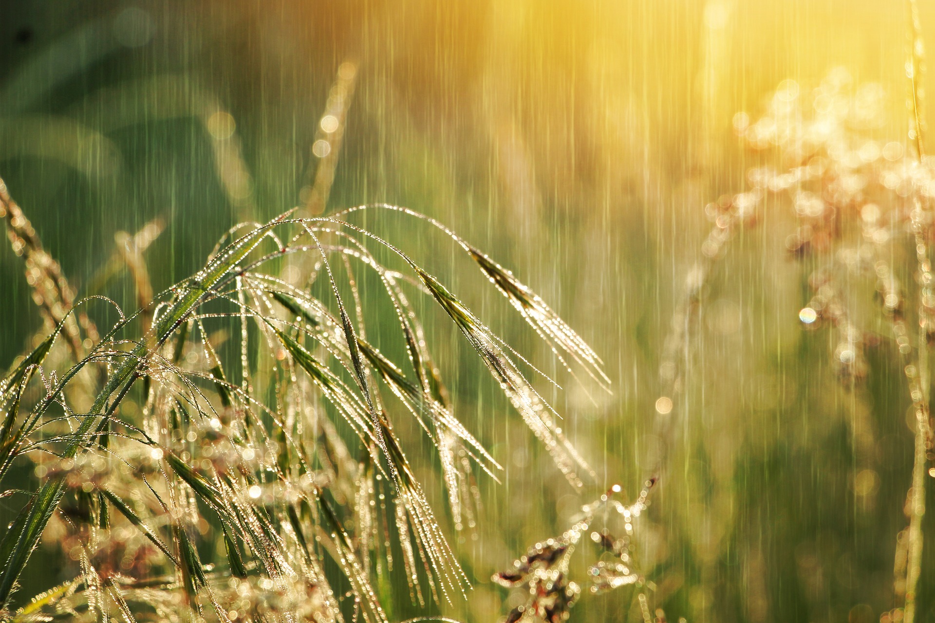 Sunlight on grass for the spring