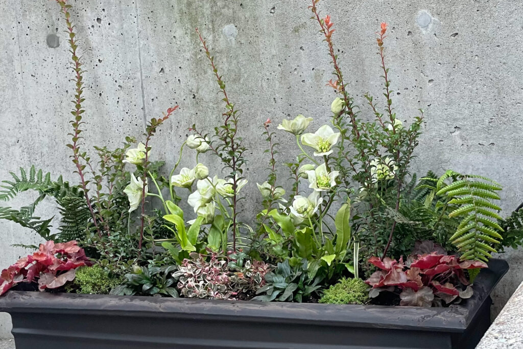 Faux white Hellebores mixed with live plants in winter container