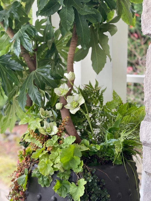 Faux hellebore blend with live plants in container