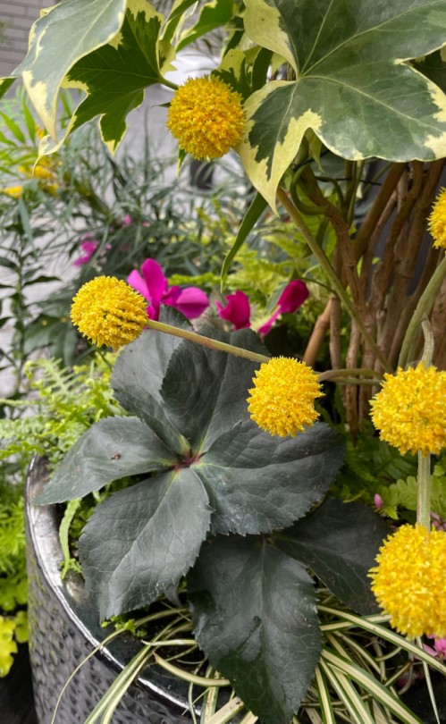 Blending Faux Craspedia with Hellebore, Carex and Fatshedera in planter