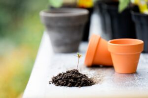 fresh start, seedling, plant, pots, growth, container garden