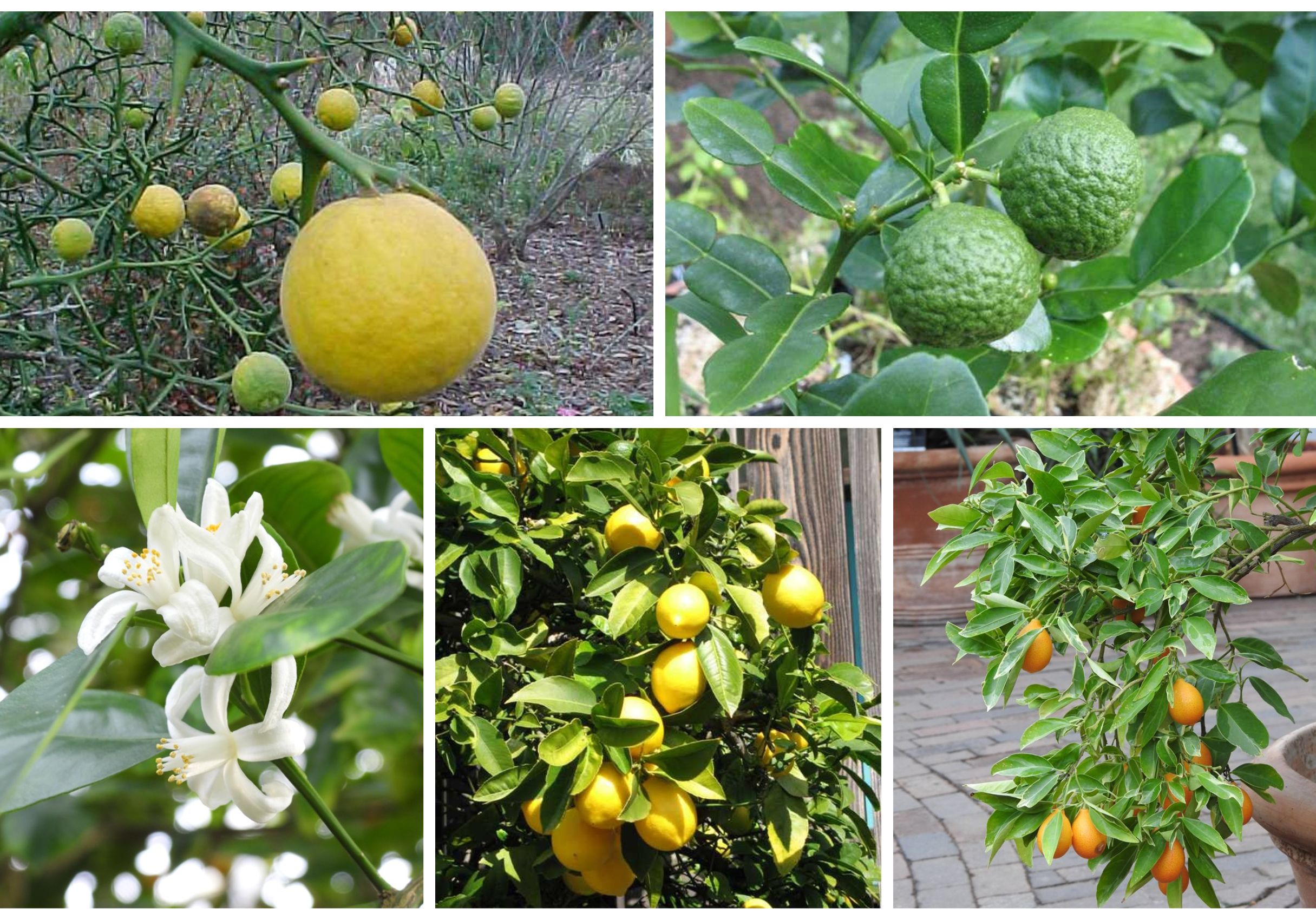 Collage of Citrus Recommendations for Cooler Climates
