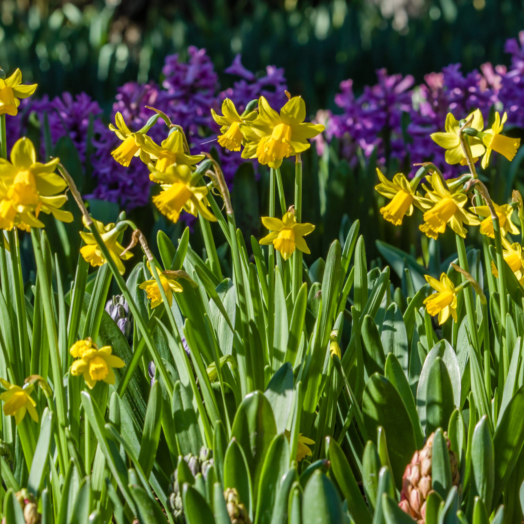 Daffodil Tete a Tete flowers blooming in a garden setting